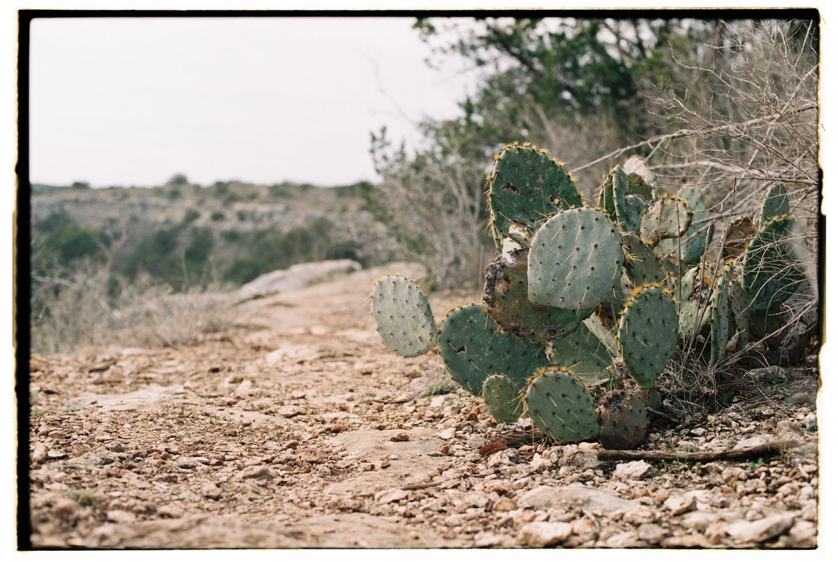 Cactus flower, I never seen another thing like you 
📷 Canon AE-1 Program
🎞️ Fuji Superia 400