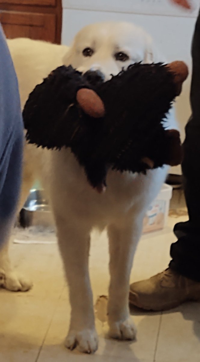 Developing Brain tweet media