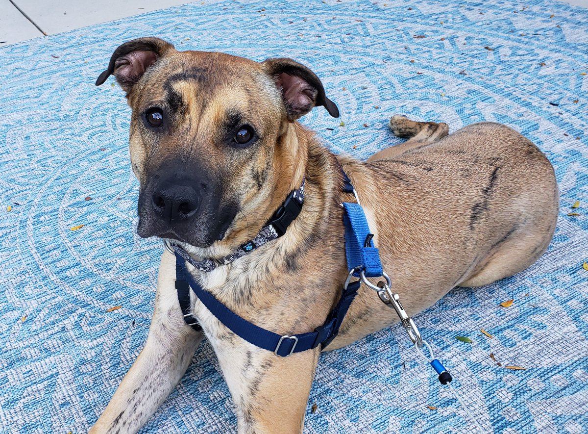 mcook0322's tweet photo. @LostInThePondUS Congratulations on the new addition to the family, and well done on the decision to rescue from a shelter. This is Shadow, who we adopted in August of 2020. https://t.co/cGLpnpL21l