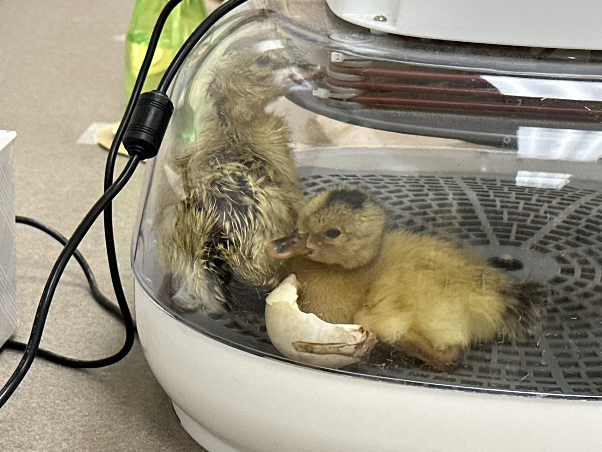 Liz Schriver tweet media