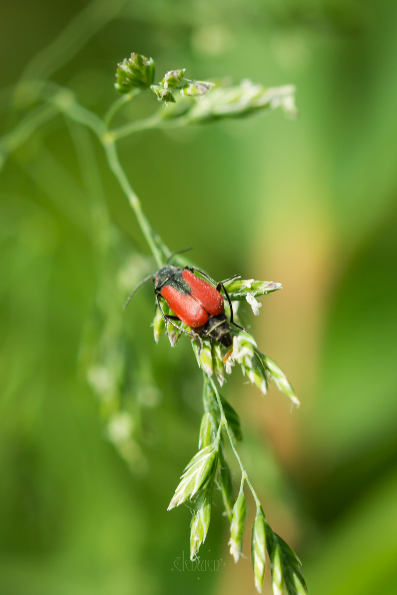 elena__volgina's tweet photo. 🐞🌾 #MalachiusAeneus #Malachius #Melyridae
#МалашкаМедная #Малашка #Мелириды https://t.co/YSCwHcaS4R