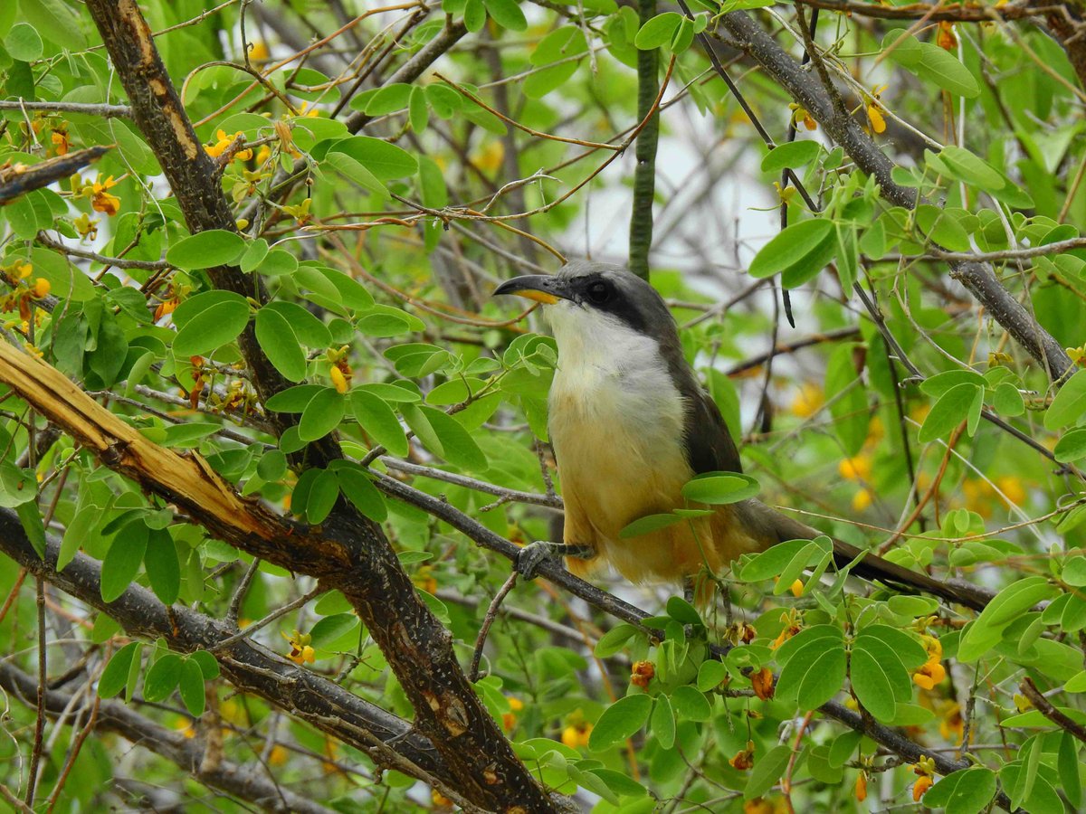 Our Board Member Jim Goetz has photographed birds in the CODEP region. That's hard. They aren't shore birds out in the open. Taking good photos of birds flying, foraging and building their nests in the trees is tough but more fun. Here's the Mangrove Cuckoo.