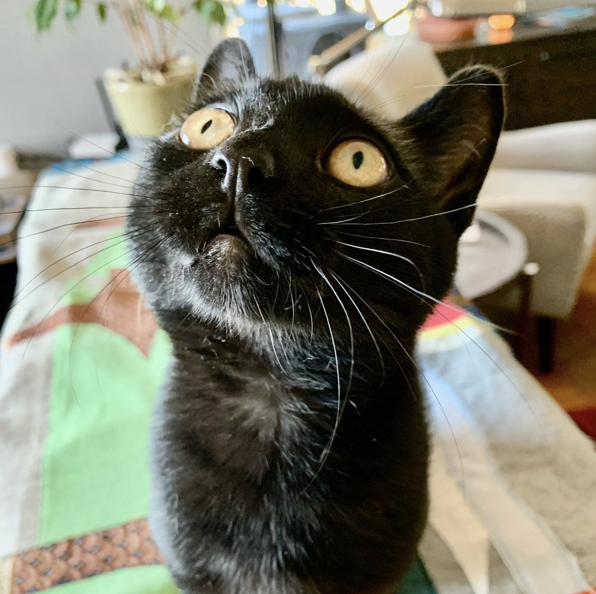 Donate to Help Sid Vicious the Kitty's Surgery gofund.me/51d8290b