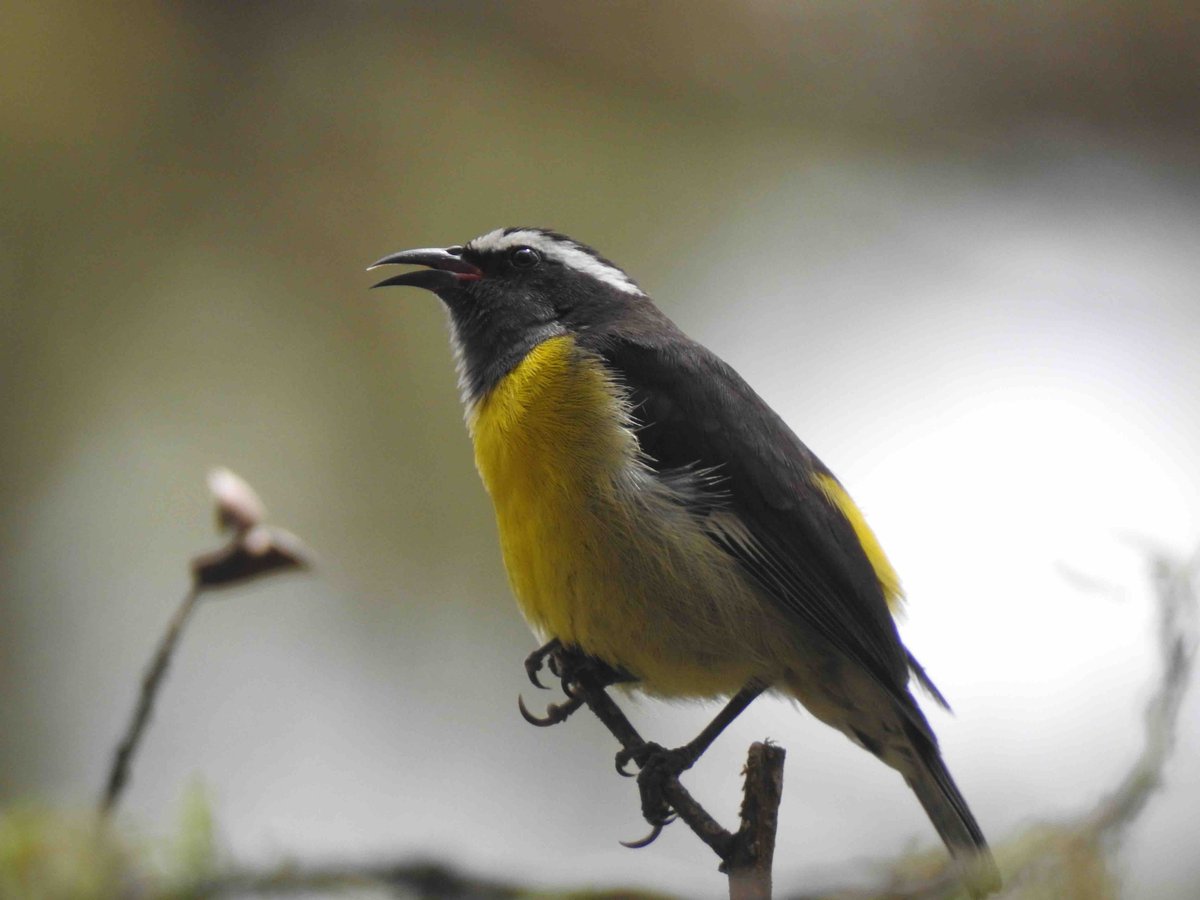 Birds. Birds. Birds. By planting trees, the CODEP folks are creating more habitat for our beautiful feathered friends. Board Member, Jim Goetz, has caught the Bananaquit with his camera!