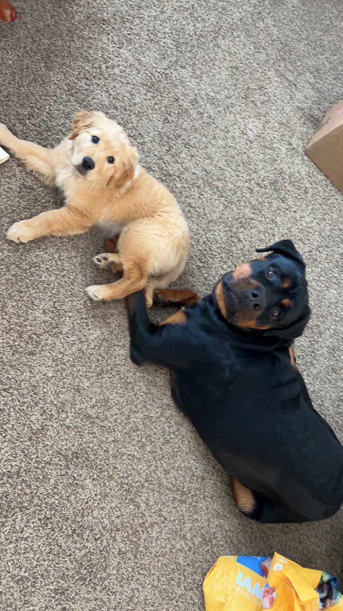 NikkiShyanne's tweet photo. Tess is growing so fast! https://t.co/d3PUsBWebx