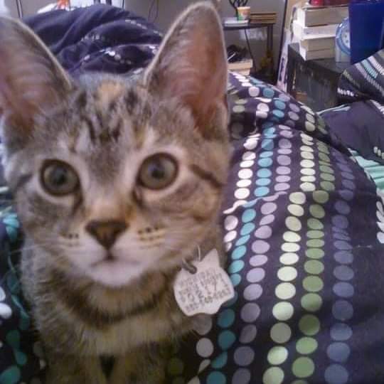 krissy (silly goose era) tweet media