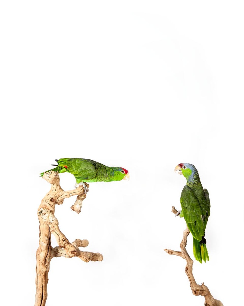 PurePhoto's tweet photo. "Ornithology" by Tom Fowlks.
@tom_fowlks #purephoto #photographylovers #photographyart #photographyoftheday #art #artist #artwork #artoftheday #interiordesignideas #interiordesigners #interiordesigns #interiordesigninspiration
https://t.co/tUtsK6xOIB https://t.co/Qbtgb3ex8c
