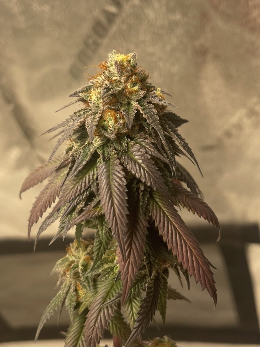 @exoticgenetix Mommy’s Milk🤰🥛💦
Just over 10 weeks in Bloom🌺🪓
#Sponsored #MarsHydroGrowTent 4x4 w/ #MarsHydroInlineFan and #FC4800 LED using #NectarForTheGods Nutes @MarsHydroLight @Henry117_ 
💡🪴☀️⛺️💚