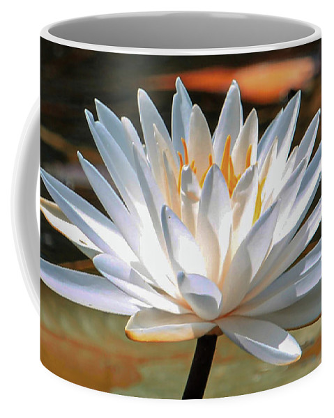 "Lily... Paint Me Beautiful" is an image of a #whitewaterlily that has been digitally altered to create this dynamic look! 🧡
#flowerphotography #NatureBeauty 

#totebag and #mug is available in my shop! 🧡
#AYearForArt #BuyIntoArt #mothersdaygifts 

3-joanne-carey.pixels.com