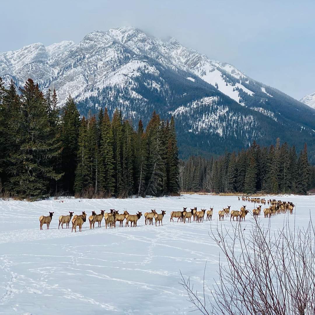 Bow River Commute 
Banff Alberta 
marlotjohanna/IG#MyBanff