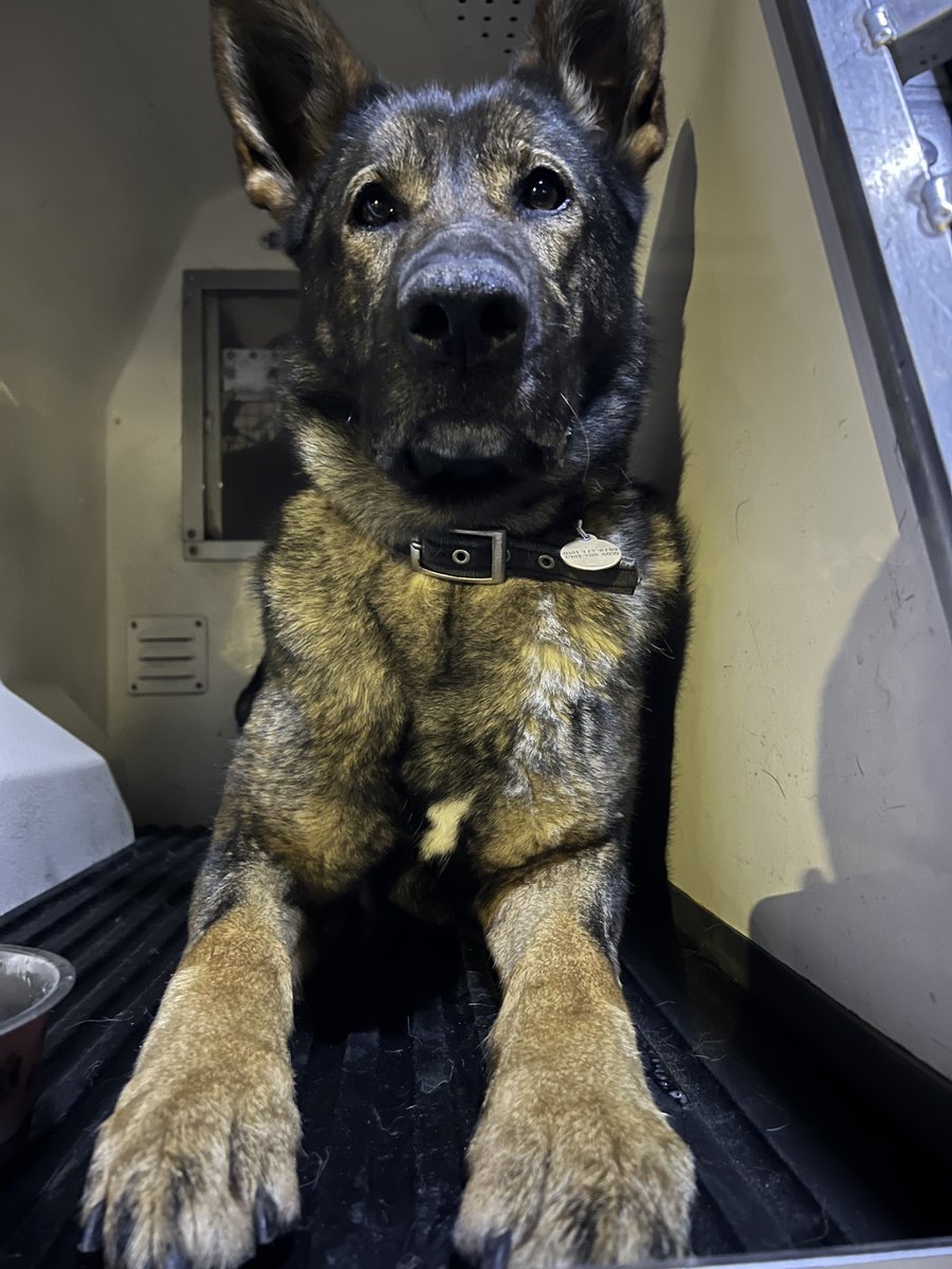 After 6 weeks on the sidelines watching PD Obi learn his trade, PD Quga got straight back to work last night tracking 2 males that fled from an RTC. In difficult conditions Quga picked up their track before locating one of their mobile phones in dense  undergrowth. #clevergirl