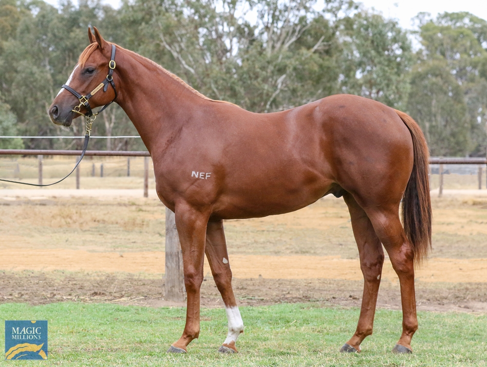 NEF_stud's tweet image. The colt of the @mmsnippets #Adelaide sale goes to @HDwyerRacing 

#Asfoora is bound for #TheGalaxy and her brother is an absolute athlete