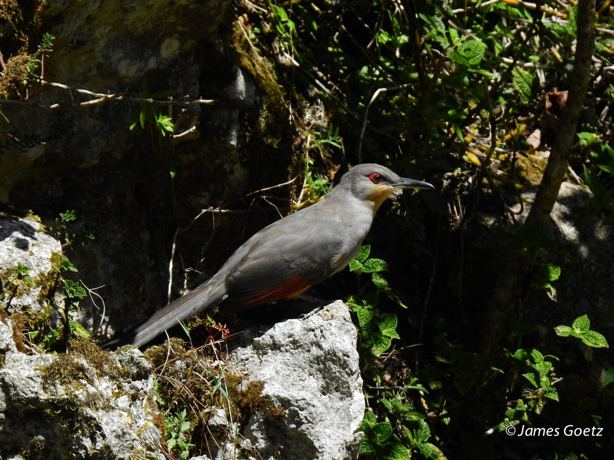 There are names and then there are names.  This is the Hispaniolan Lizard Cuckoo which can be found in the CODEP Region. Board member, Jim Goetz, snapped this picture - wonderful light and shade.