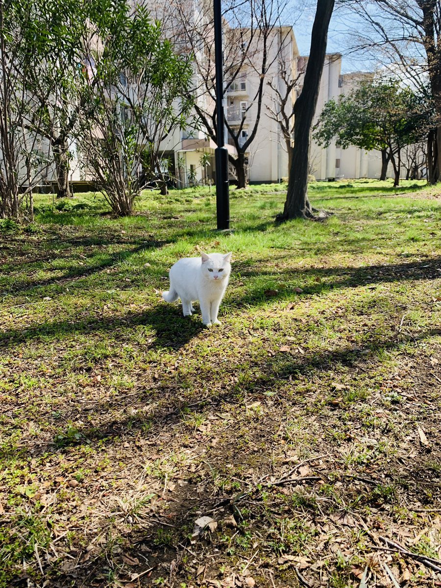 35wr's tweet photo. 団地猫 https://t.co/y70H9wLHiX