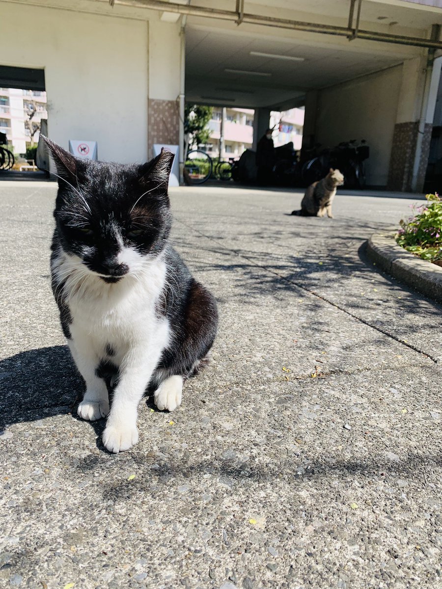 35wr's tweet photo. 団地猫 https://t.co/y70H9wLHiX