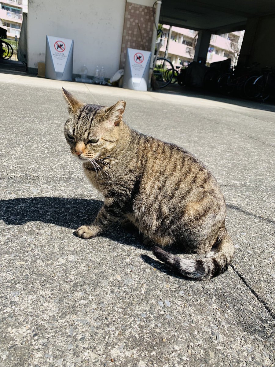 35wr's tweet photo. 団地猫 https://t.co/y70H9wLHiX