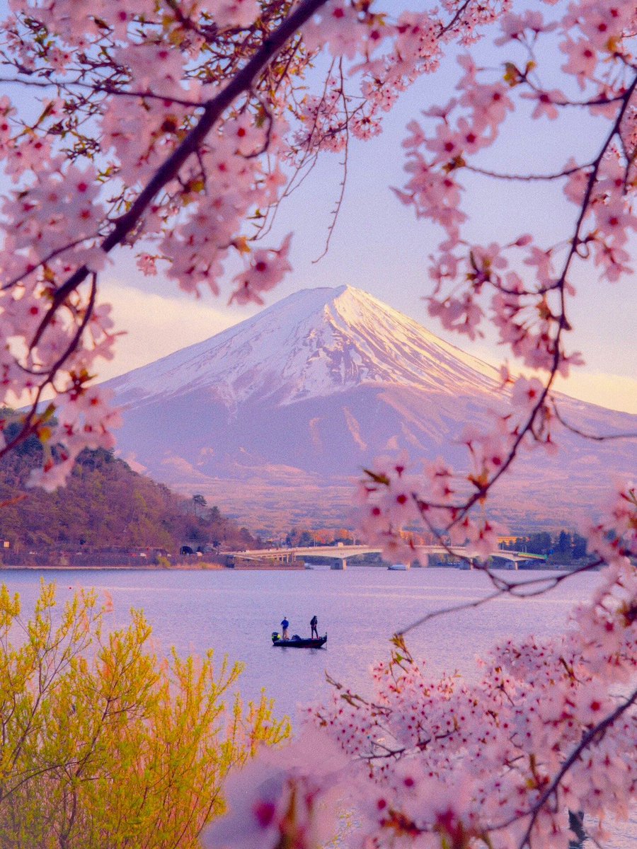 CostwayDE's tweet image. Wenn mein Garten mit einem Kirschbaum bepflanzt werden könnte, würde vllt auch mein Frühling rosa werden?🌸🤔

📸COCO RUN JP

#spring #SAKURA #kirschbaum #fruehling
