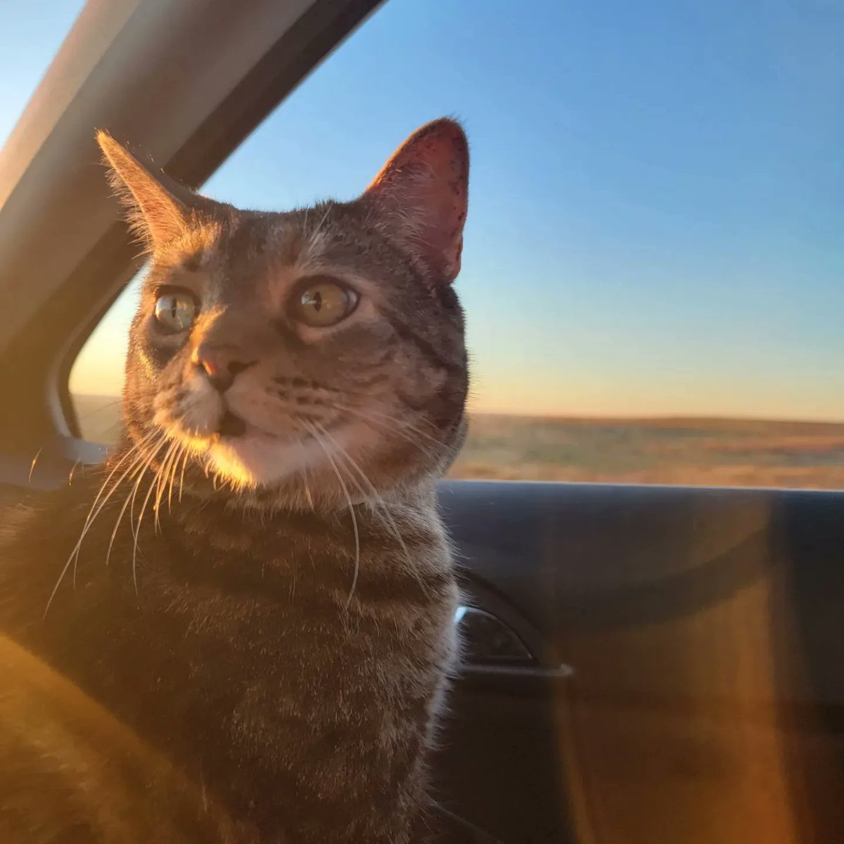 krissy (silly goose era) tweet media