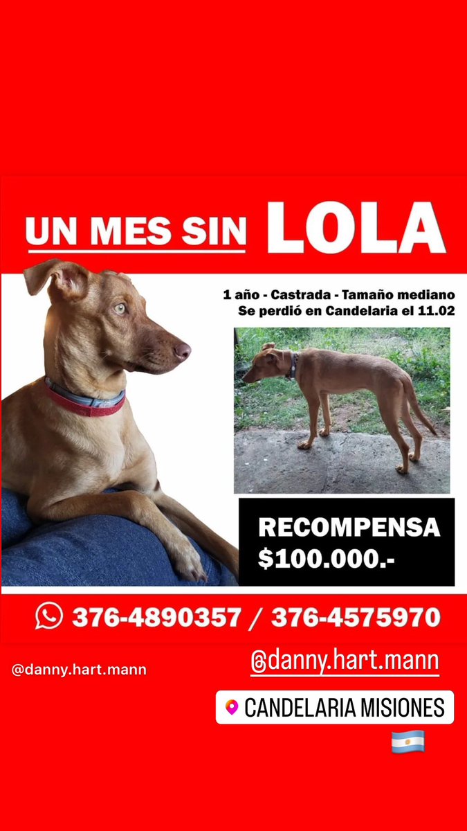 Porfa si pueden difundir, se perdió en Candelaria, Misiones 🇦🇷 💙🫶🏻🙏🏻
