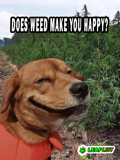 Does weed make you happy?  Yes or  No