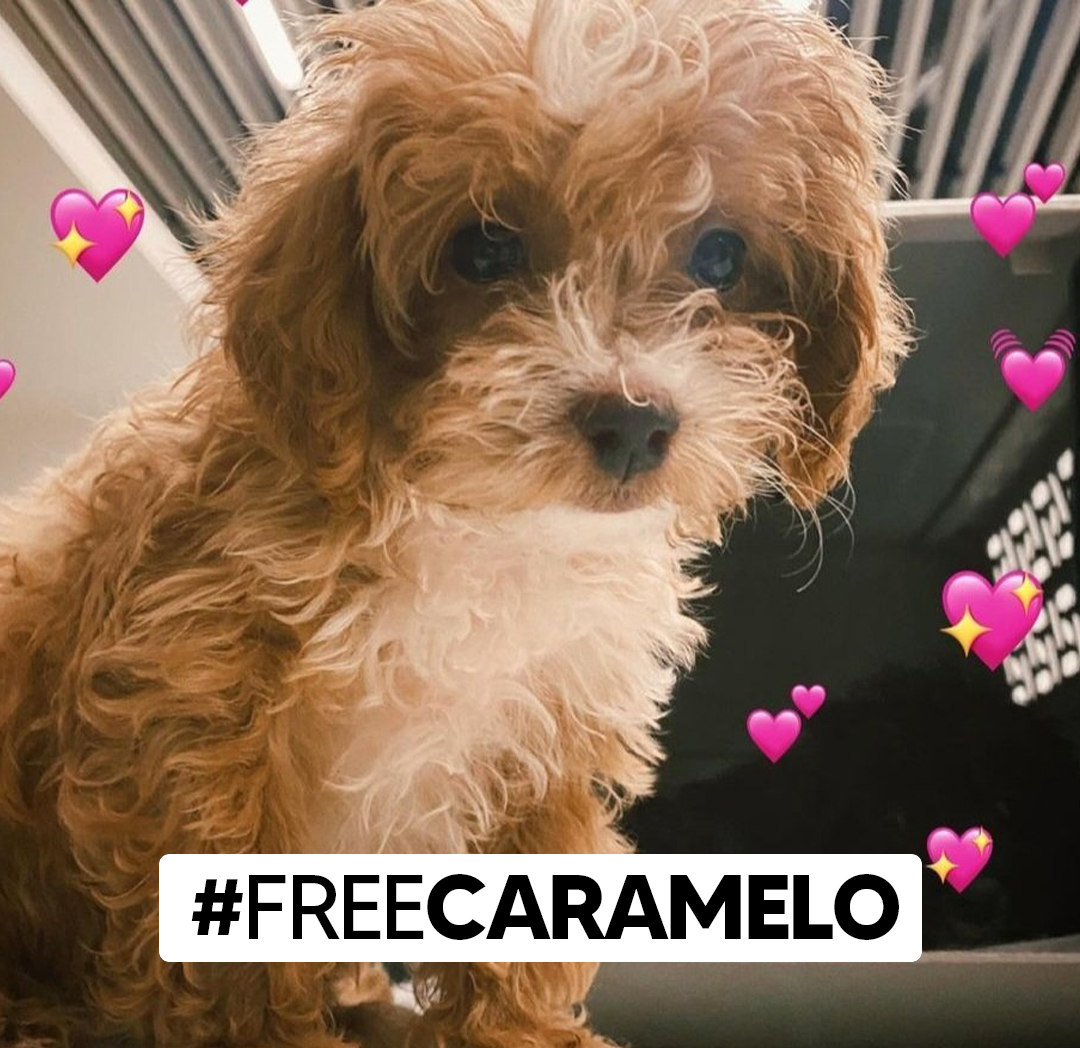 _ZerocoolARG's tweet photo. Por favor... saquenle Caramelo a Romina! Los animales no son peluches ni juguetes.  #GH2022 #GranHermano2022 #RominaAl9009 #GranAcomodo #FreeCaramelo #Romina9009 #MaltratoAnimal #Romina https://t.co/OuIeC7n8xi