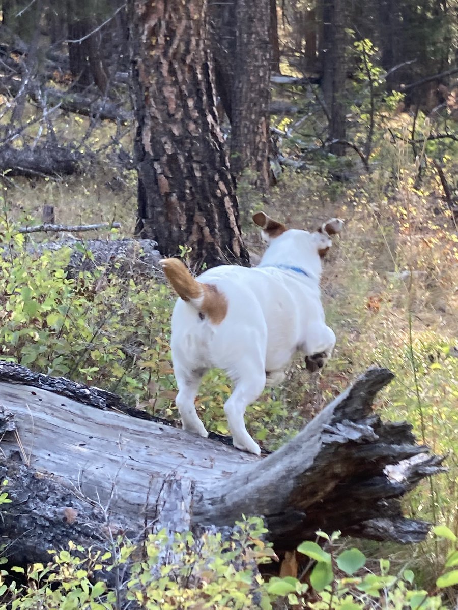 Jax (@jaxdoglife) on Twitter photo 