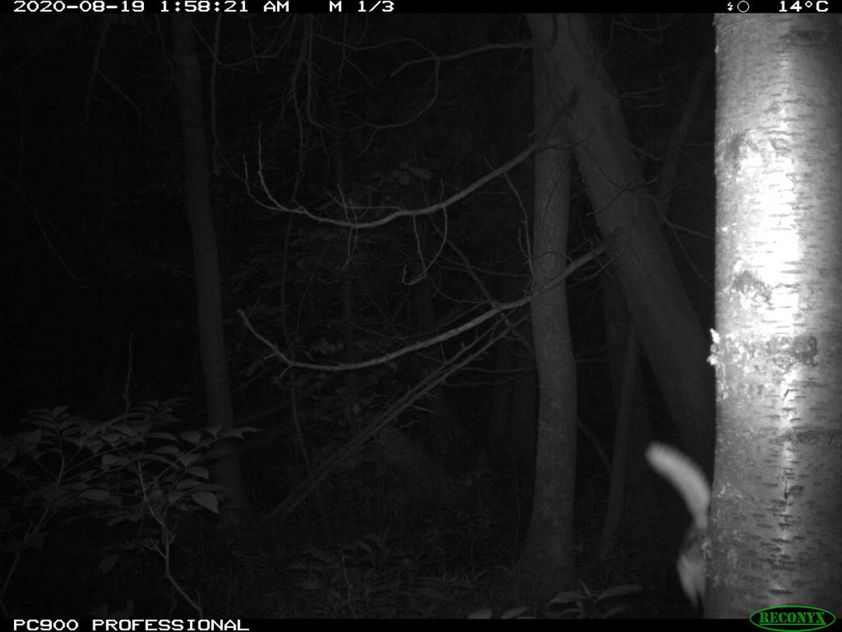Eyes On The Wild Pictures (@eyesonwild_pics) on Twitter photo 