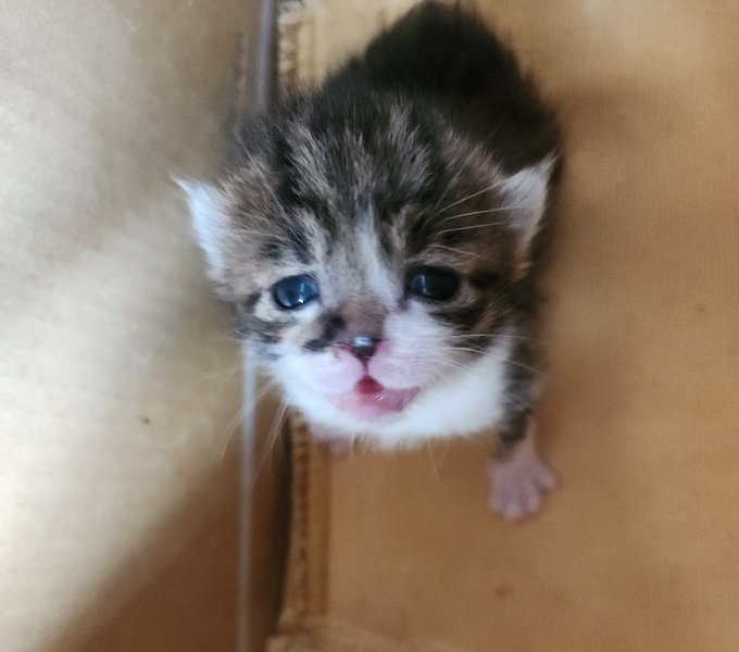 ちょっとボケちゃったけど、目が開きました！！ The picture's a little out of focus, but the kitty's eyes are open! #kittycat<a href="/tag/cat"class="tags"><span>#cat</span></a><a href="/tag/kittycat"class="tags"><span>#kittycat</span></a>