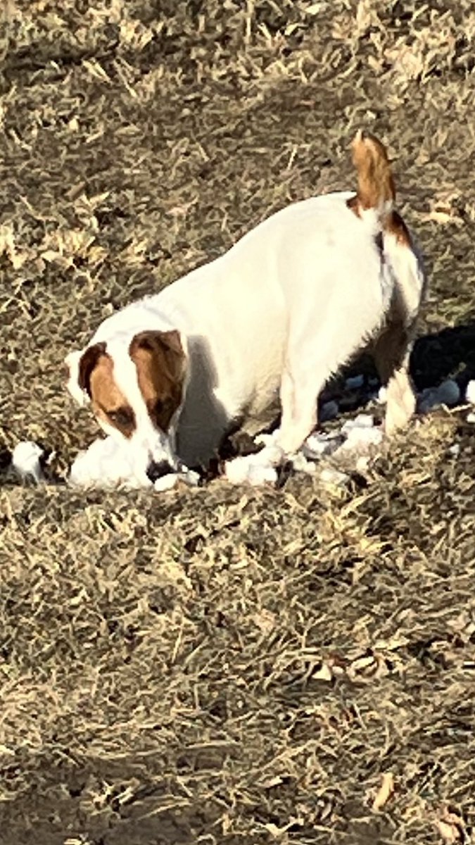 Jax (@jaxdoglife) on Twitter photo 