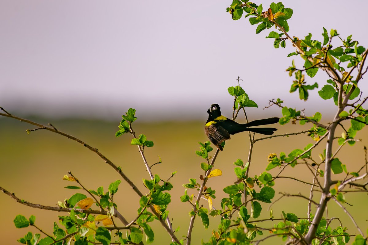 Yellow-mantled widowbird (Euplectes macroura), also known as the yellow-backed widow, is a species of bird in the family Ploceidae.
🐦 Masai Mara | Kenya
#coloursofnature #birdphotoshow #fotografiaaves #earthcapture #birdphotography #wildlifesafari #naturephotography