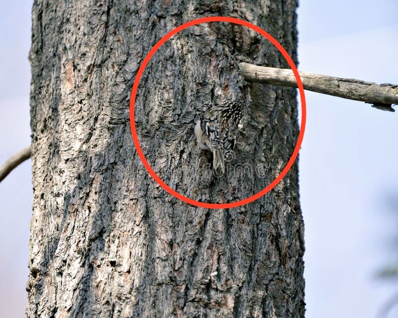Junayedsebly's tweet photo. Animals Camouflage 
Watch video-
https://t.co/rwZzPbNnrO

#animals #camouflage #wildlife #cuteanimals https://t.co/LvPMyoZc9X