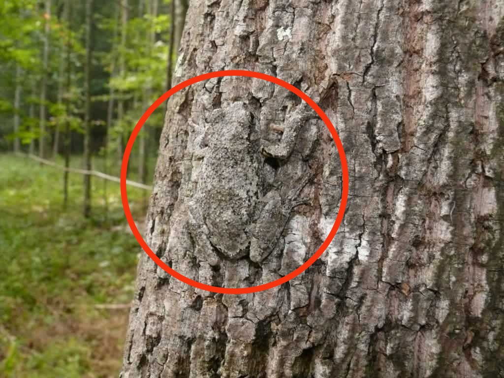 Junayedsebly's tweet photo. Animals Camouflage 
Watch video-
https://t.co/rwZzPbNnrO

#animals #camouflage #wildlife #cuteanimals https://t.co/LvPMyoZc9X