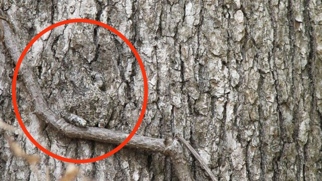 Junayedsebly's tweet photo. Animals Camouflage 
Watch video-
https://t.co/rwZzPbNnrO

#animals #camouflage #wildlife #cuteanimals https://t.co/LvPMyoZc9X