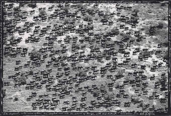 From over 25 million elephants in Africa in 1500CE, now there are less than 300000 left. The human impact on nature and ecology has been destructive to say the least. #nature #climate #ClimateAction #consumerism #westernalliance