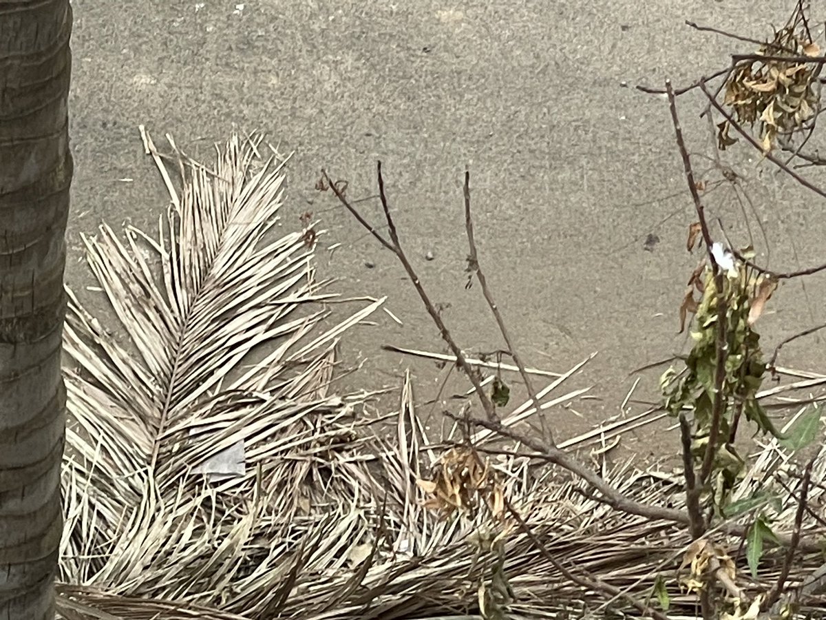 harmishhakani's tweet photo. @mybmcwardKW  dump is lying since 15 days making mosquitoes breeding ground pls clear . Bapubhai Vashi Road Extension, new Milan society lane opp kanta niwas https://t.co/e9s5lDYpKa