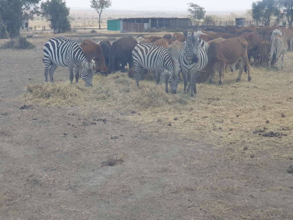 We must learn to coexist with wildlife. Our actions have a direct impact on their habitats and survival. Let's work towards creating a world where we live in harmony with all beings on this planet. #HumanWildlifeCoexistence #Wildlife #Conservation #Sustainability 🌱🐾