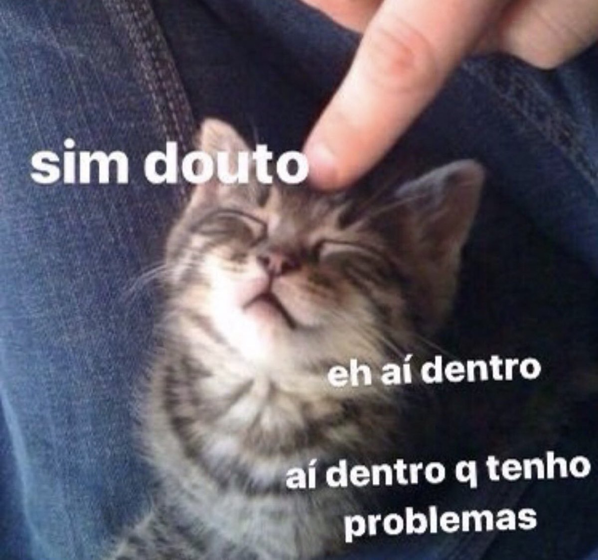 TodoDiaGatinhos's tweet photo. Boa noite amigossss, duvido mandar uma foto do seu gatinho AGORAAAAA https://t.co/rGxIZT3Dp6