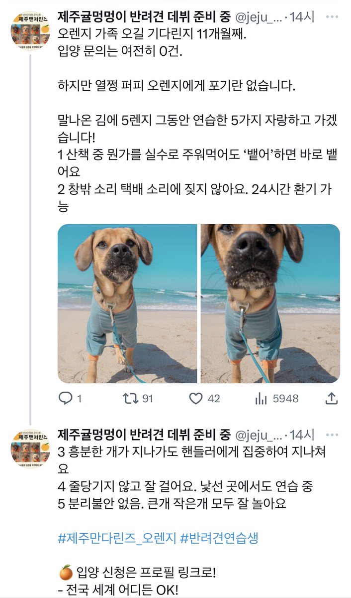 mama_gamgyul's tweet photo. 영업을 하나 하겠습니다. 
감귤이와 같은 마당 출신, 멋진 강아지 오렌지가 가족을 찾습니다.
오렌지는 정말 최고 멈머인데 가족만 없습니다. 오렌지와 함께라면 일상의 모든 순간이 즐거워질거에요🍊
입양문의는 오렌지의 구조자 귤엔터로 jeju_tangerines #귤엔터 #반려견입양 https://t.co/EYrFypxHfF