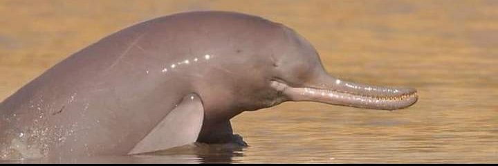 Gummnaam12's tweet image. پنھنجي مفادن لاءِ انساني زندگيءَ سان گڏوگڏ ھاڻي توهان قدرت جي طرفان خلقيل فطرت کي به نقصان ڏنو آهي
پر ياد رکو فطرت کي پنھنجي نقصان جو بدلو وٺڻ ايندو آهي
.
#SaveIndusDelta