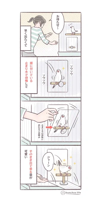 扉に付いてる止まり木に乗ったまま出てくる姿が可愛い。このタイプの扉を考えた人天才
#文鳥 
#4コマ漫画 