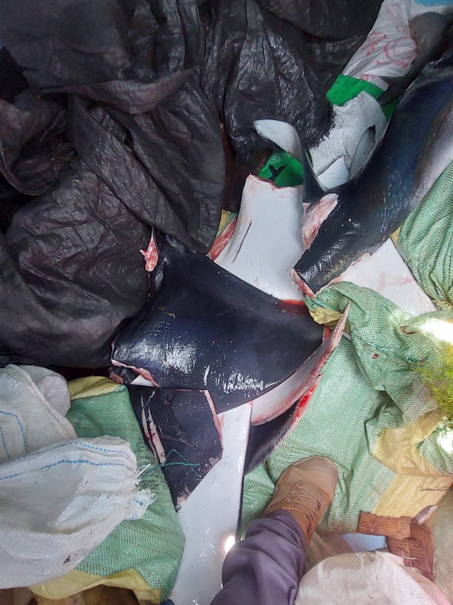 Más evidencias de #pescaIlegal de mantarrayas y tiburones
Hoy <a href="/armada_ecuador/">Armada del Ecuador</a> detuvo a un barco pesquero entre el Canal de Jambelí y la isla Santa Clara y al ser inspeccionado en Puerto Bolívar encontraron 6 aletas de mantarrayas y 4 tiburones martillo, ambas especies protegidas.