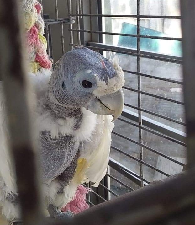 brainybirds_sa's tweet photo. It's heartbreaking when birds in a really bad condition are surrendered to us. Behind the tears we can only endeavor to do our best to provide the best we can. 
Please, stop buying birds. So many animals in rescues all over the world need a home. https://t.co/JbD4ApDUqI