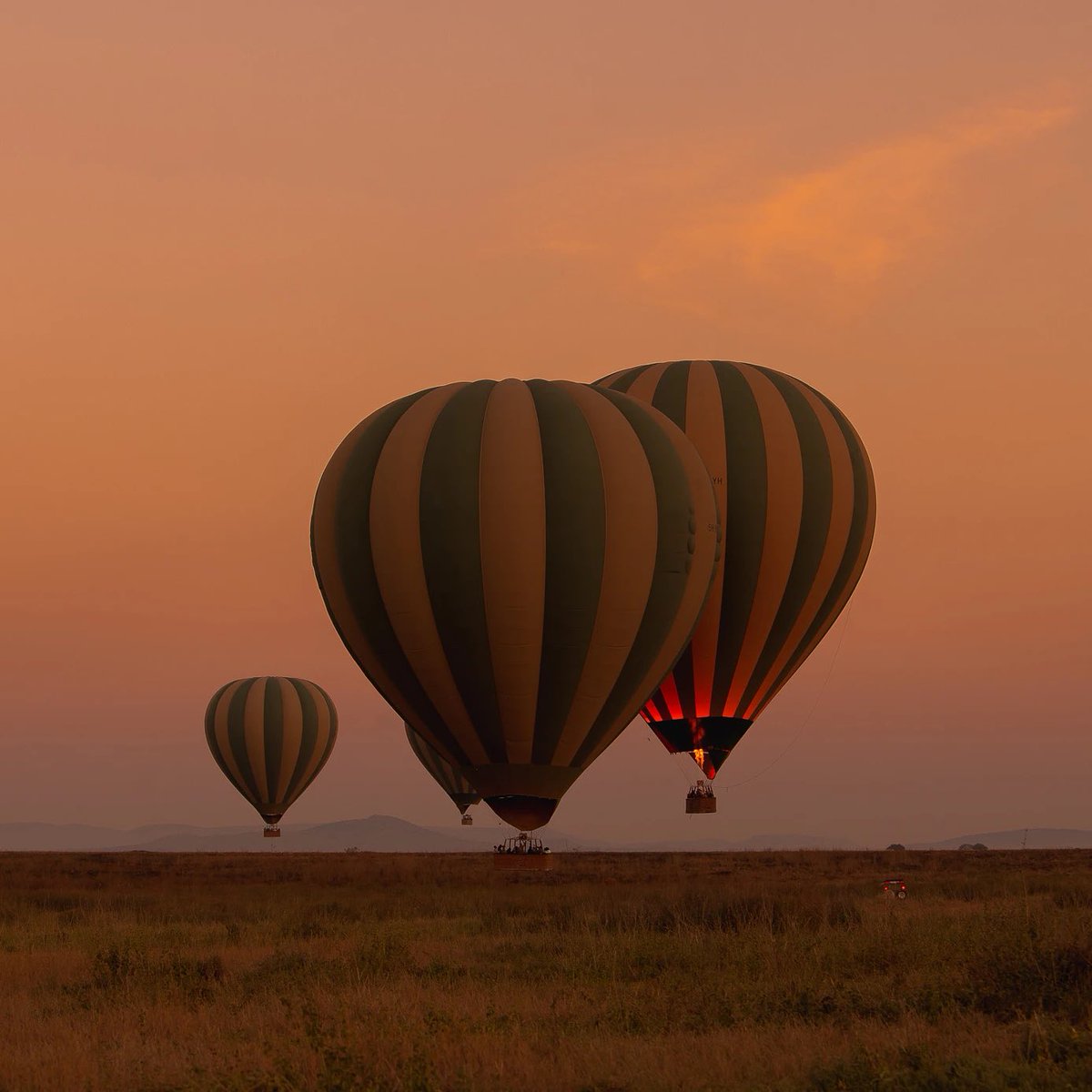 paultoursafari's tweet photo. Say cheese!
Here in the Serengeti, you will find the wildest photo ops that you can ever dream of. From numerous prides and coalitions of lion kings to millions of wildebeests and zebras migrating, unforgettable encounters await you in every bend and corner. Dm us for bookings https://t.co/NUvGMb1eqj