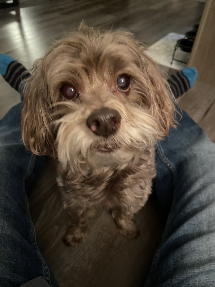 She doesn’t care I was gone, she’s just happy I’m home. This dog…