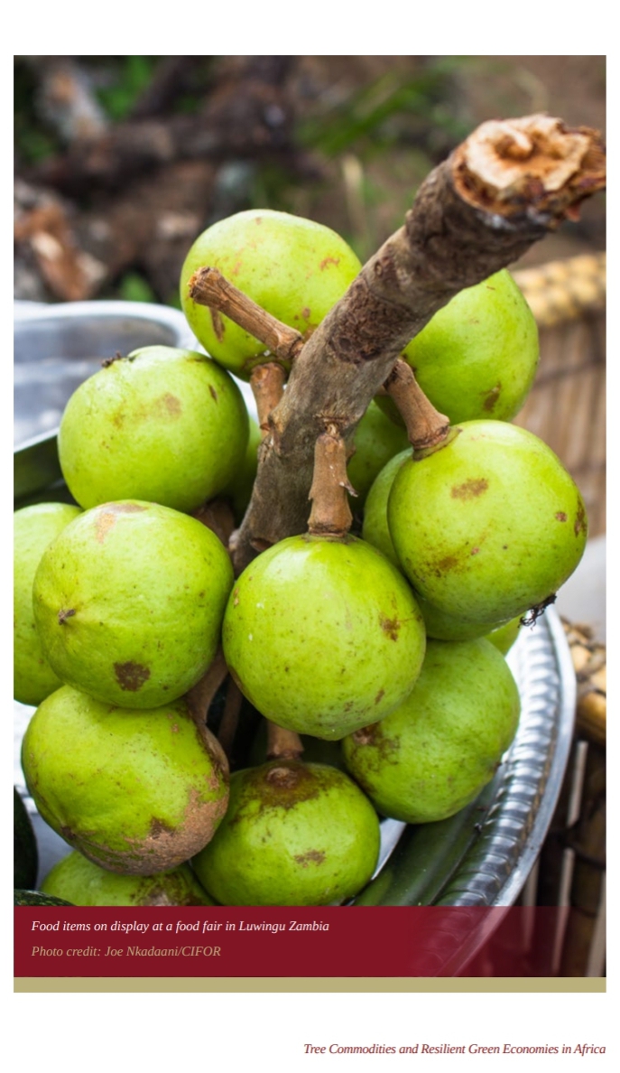 📚 Domestication of locally adapted fruit trees has the potential of providing farmer 
income and improving nutrition and local diversity, but requires control over 
tree biology as well as access to land, labour and markets.

🔗 bit.ly/3z1Zdq0

#Trees4Resilience