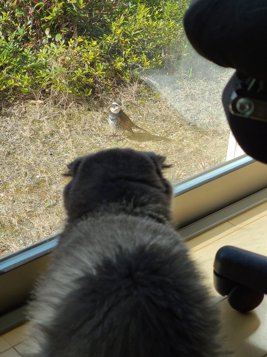 Nyaos17's tweet photo. ことりさんとお話し中🐦️(笑)

#スコティッシュフォールド
#猫のいる幸せ 
#猫のいる暮らし
#猫のいる生活
#猫好きさんと繋がりたい https://t.co/YzzA5V91rJ