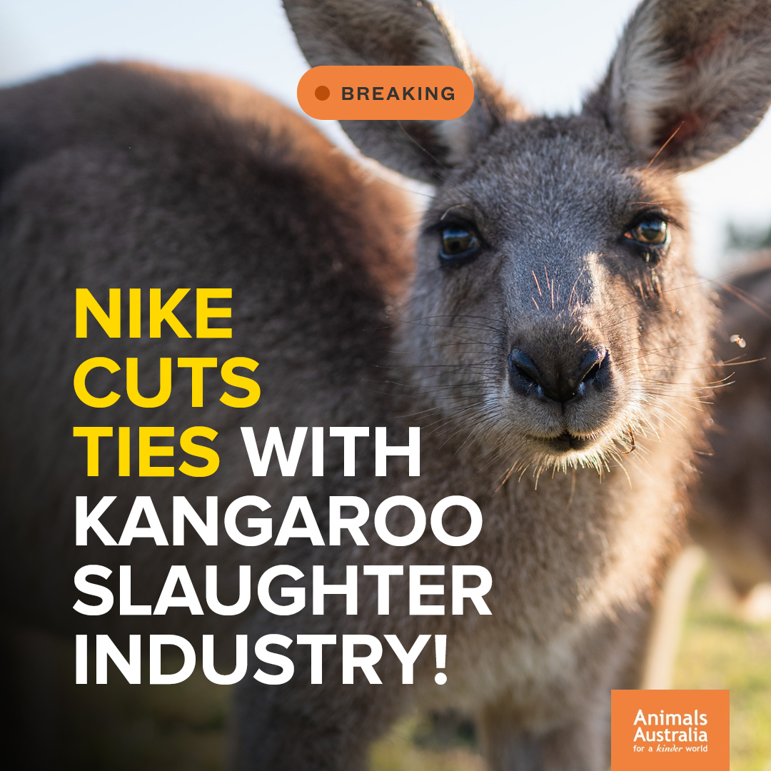 Today is an historic day — the world's largest supplier of athletic shoe, Nike,  has announced they will stop making shoes out of Australian native wildlife. #kangaroosarenotshoes #protectwildlife