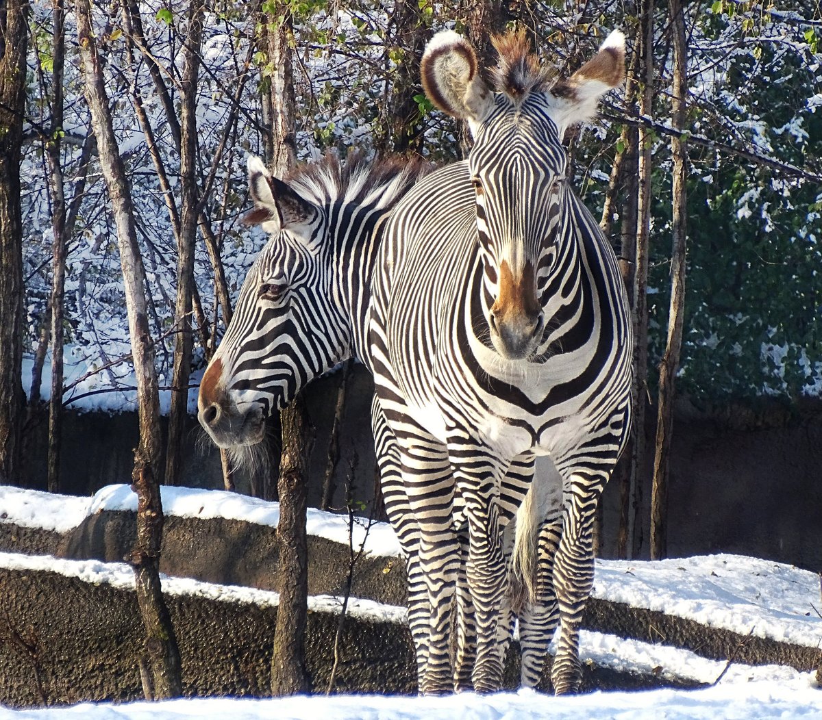 detroitzoo's tweet photo. Are our eyes playing tricks on us? 
A zebras stripes can help camouflage them from predators. Apparently, they can also create a pretty puzzling photograph. https://t.co/fPCepZUPW8