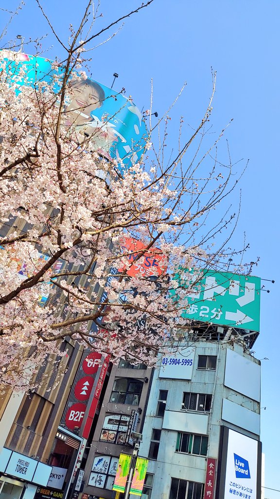 「新宿南口のヒガンザクラ、満開背景はふだんならイマイチな感じだけど、新宿のど真ん中」|黒丸【ｸﾛｻｷﾞ再起動】発売中‼ 【東ｻﾗ】準備中🥗のイラスト