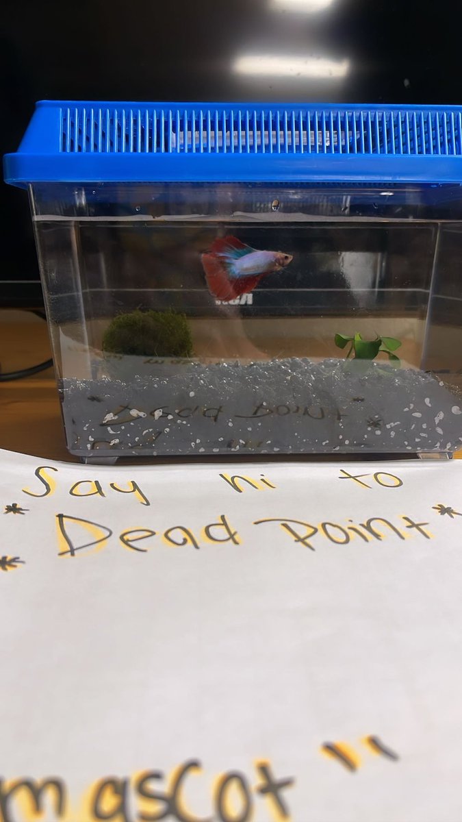 Maya_Victoria_J's tweet photo. New fish alert. Taking bets on how long he lasts. https://t.co/jDXz3m7xJo